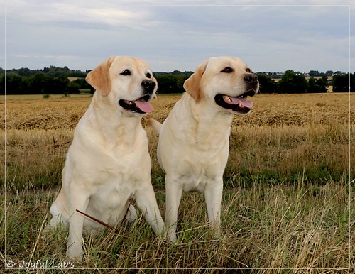 Joyful Lab's Classic Girl - Carla