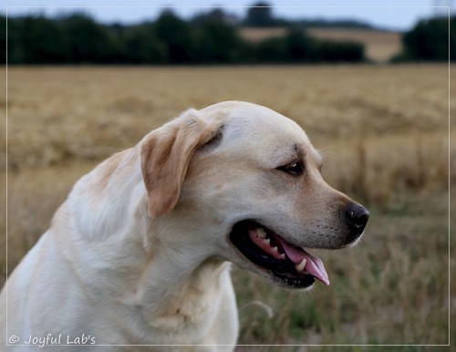 Joyful Lab's Classic Girl - Carla