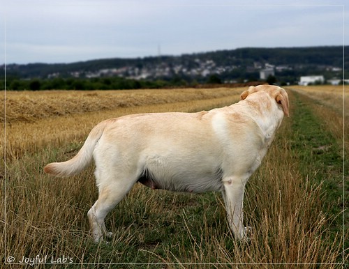 Joyful Lab's Classic Girl - Carla