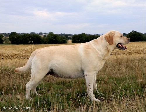 Joyful Lab's Classic Girl - Carla