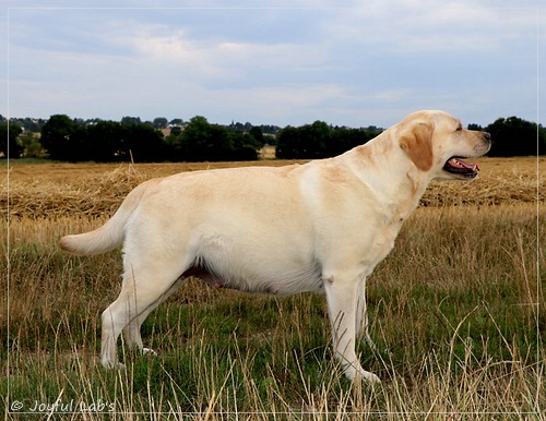 Joyful Lab's Classic Girl - Carla