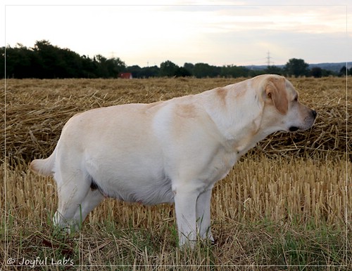 Joyful Lab's Classic Girl - Carla