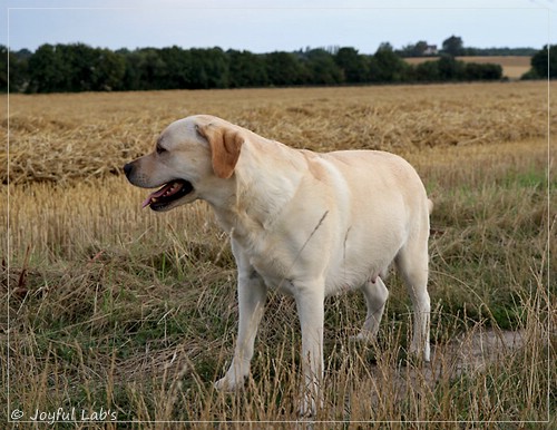 Joyful Lab's Classic Girl - Carla