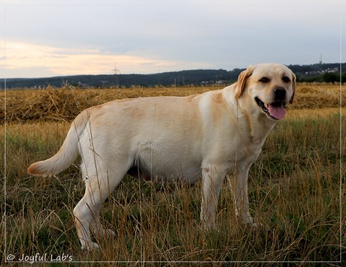 Joyful Lab's Classic Girl - Carla