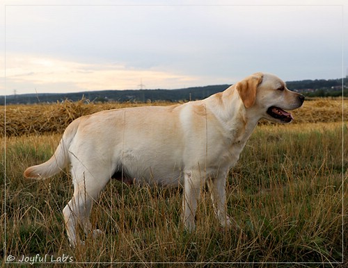 Joyful Lab's Classic Girl - Carla