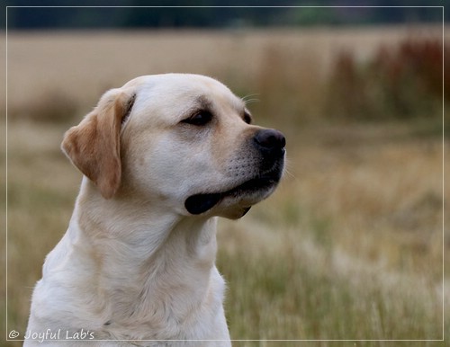 Joyful Lab's Classic Girl - Carla