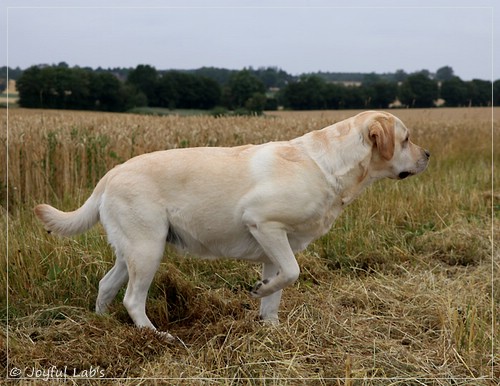 Joyful Lab's Classic Girl - Carla