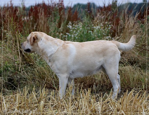 Joyful Lab's Classic Girl - Carla