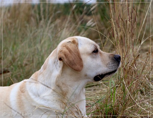 Joyful Lab's Classic Girl - Carla