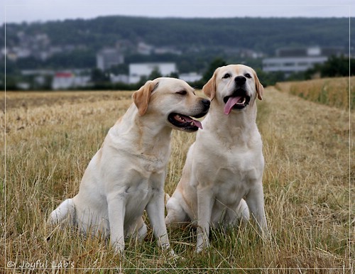 Joyful Lab's Classic Girl - Carla