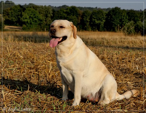 Joyful Lab's Classic Girl - Carla