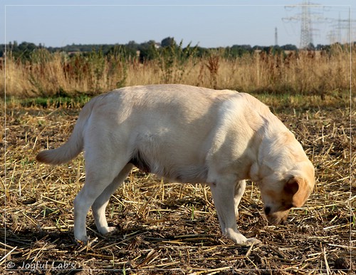 Joyful Lab's Classic Girl - Carla