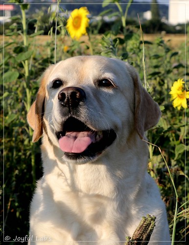 Hanna - Rosefair Joyful Girl