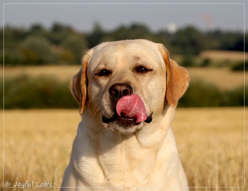 Joyful Lab's Classic Girl - Carla