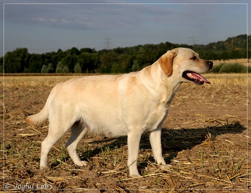 Joyful Lab's Classic Girl - Carla