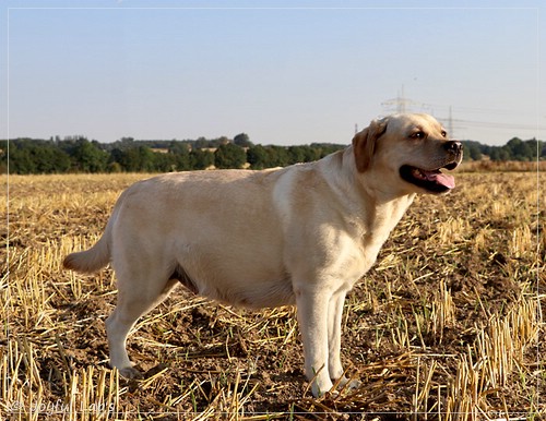 Joyful Lab's Classic Girl - Carla