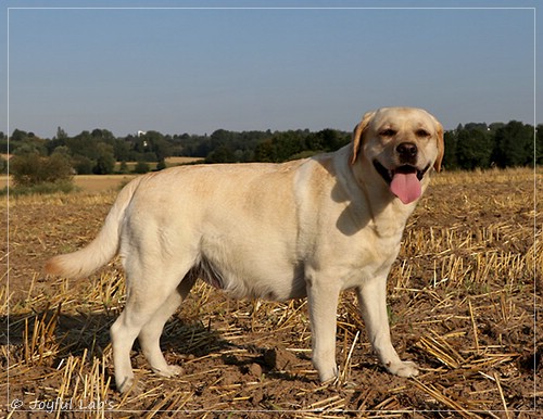 Joyful Lab's Classic Girl - Carla