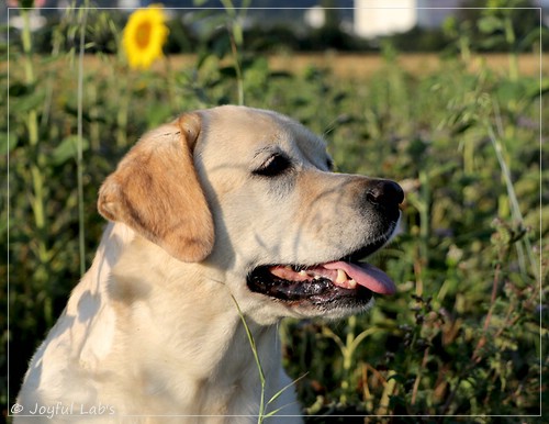 Hanna - Rosefair Joyful Girl