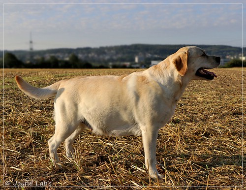 Joyful Lab's Classic Girl - Carla