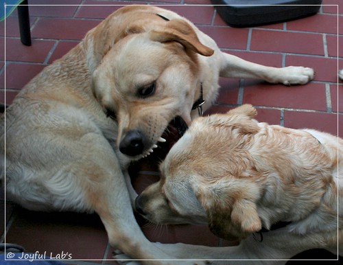 Joyful Lab's Crazy Boy & Classic Girl