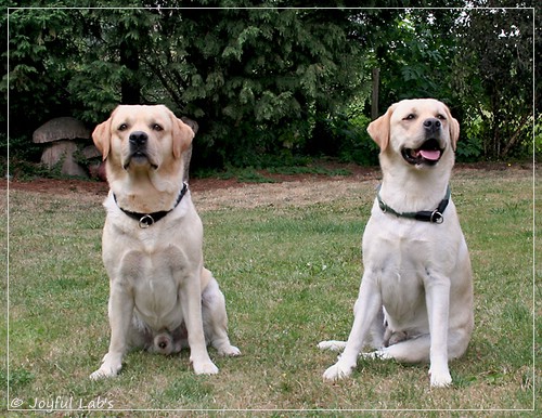 Joyful Lab's Crazy Boy & Classic Girl