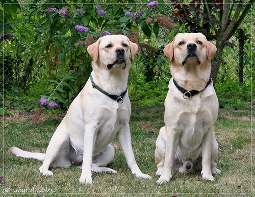 Joyful Lab's Crazy Boy & Classic Girl