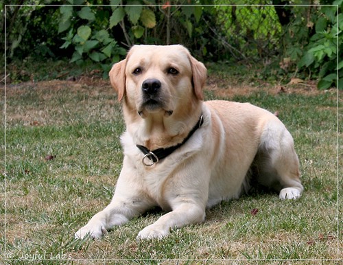 Joyful Lab's Crazy Boy