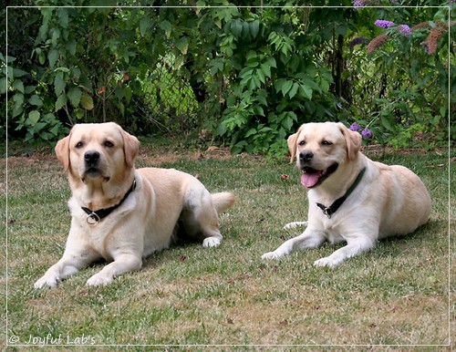 Joyful Lab's Crazy Boy & Classic Girl