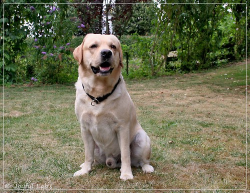 Joyful Lab's Crazy Boy