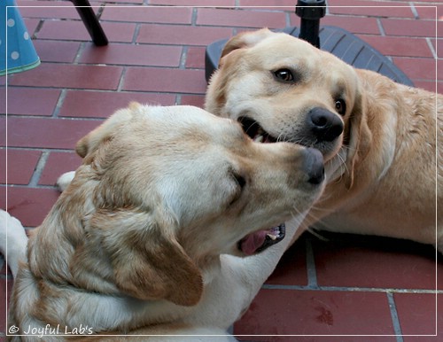 Joyful Lab's Crazy Boy & Classic Girl