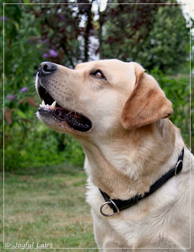 Joyful Lab's Crazy Boy