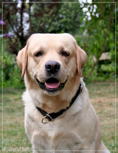 Joyful Lab's Crazy Boy