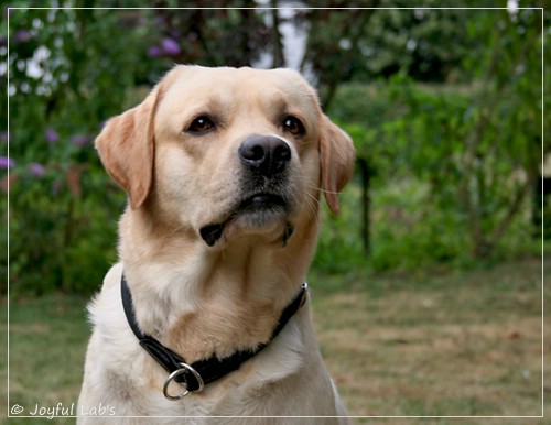 Joyful Lab's Crazy Boy