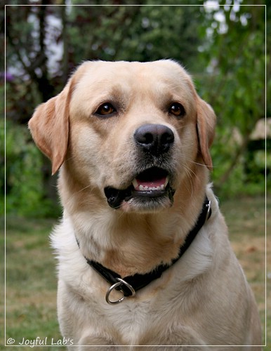 Joyful Lab's Crazy Boy