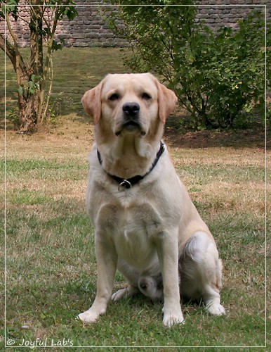 Joyful Lab's Crazy Boy