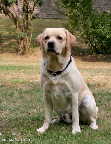 Joyful Lab's Crazy Boy