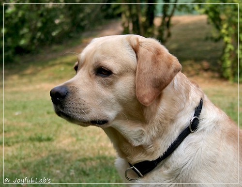 Joyful Lab's Crazy Boy