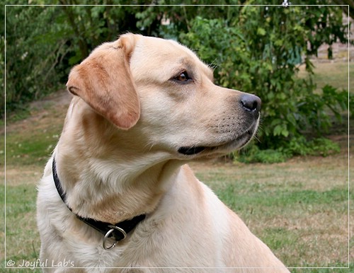 Joyful Lab's Crazy Boy