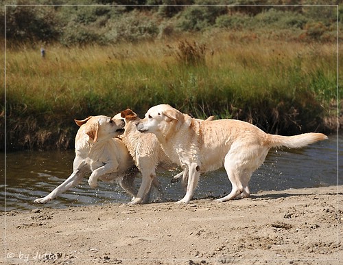 Joyful Lab's Cheeky Girl & Classic Girl