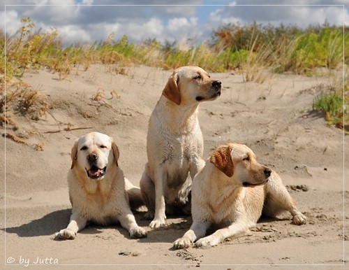 Joyful Lab's Cheeky Girl & Classic Girl