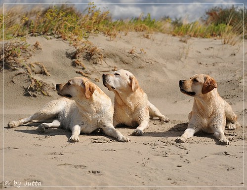 Joyful Lab's Cheeky Girl & Classic Girl