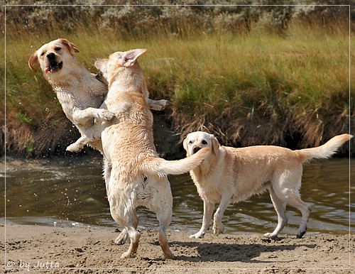 Joyful Lab's Cheeky Girl & Classic Girl