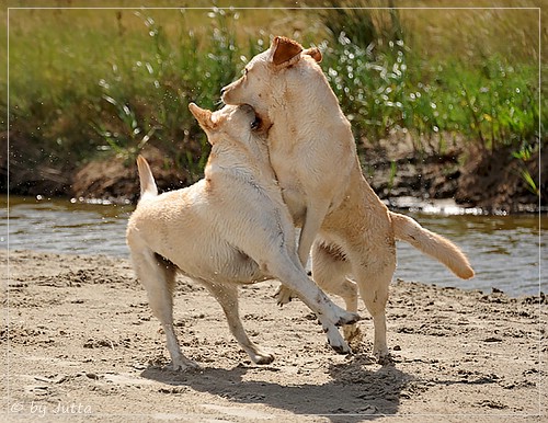 Joyful Lab's Cheeky Girl & Classic Girl