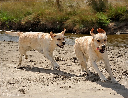 Joyful Lab's Cheeky Girl & Classic Girl