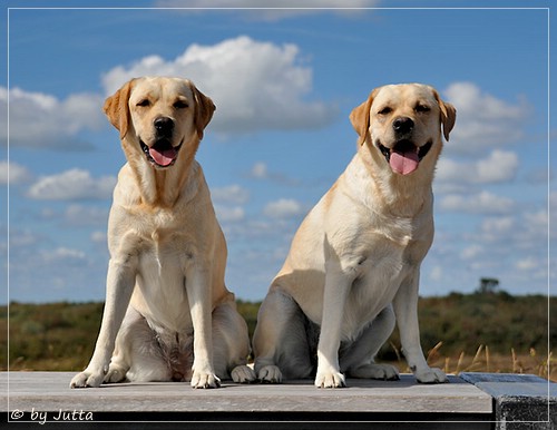 Joyful Lab's Cheeky Girl & Classic Girl