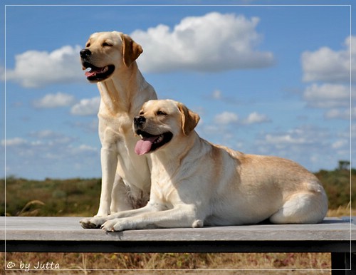 Joyful Lab's Cheeky Girl & Classic Girl