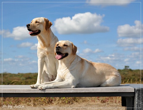 Joyful Lab's Cheeky Girl & Classic Girl