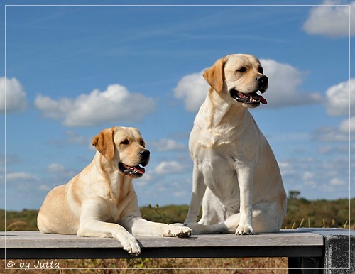 Joyful Lab's Cheeky Girl & Classic Girl