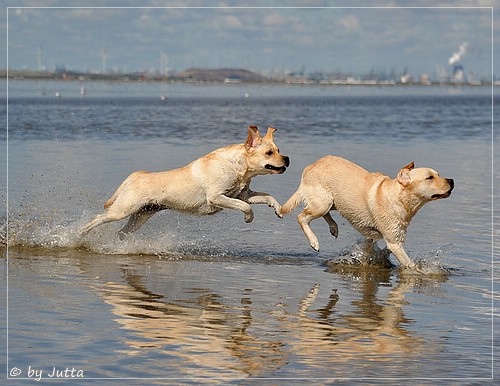 Joyful Lab's Cheeky Girl & Classic Girl