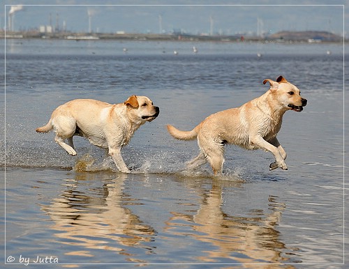 Joyful Lab's Cheeky Girl & Classic Girl